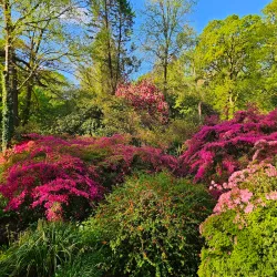 Clyne Gardens - Swansea