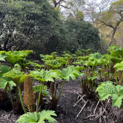 Clyne Gardens - Swansea