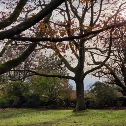 Singleton Park - Swansea