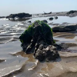 Swansea Beach - Swansea