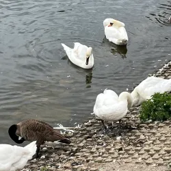 Coate Water Country Park - Swindon