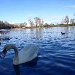 Coate Water Country Park - Swindon