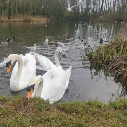 Lydiard Park - Swindon