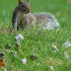 Vivary Park - Taunton