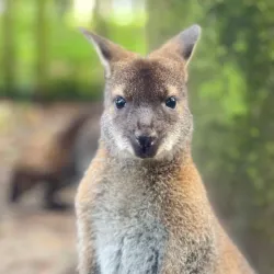 Hoo Farm Animal Kingdom - Telford
