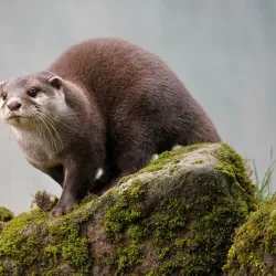 Hoo Farm Animal Kingdom - Telford
