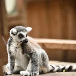 Hoo Farm Animal Kingdom - Telford