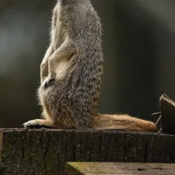 Hoo Farm Animal Kingdom - Telford