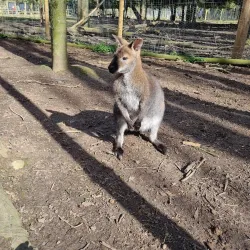 Hoo Farm Animal Kingdom - Telford