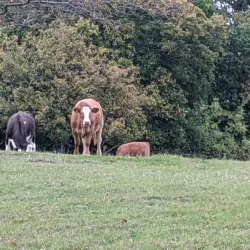 Rolvenden Windmill - Tenterden