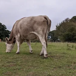 Rolvenden Windmill - Tenterden