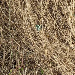 The Thames Path - Tilbury