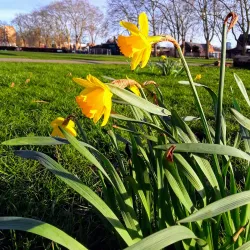 Chestnuts Park - Tottenham