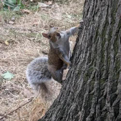 Downhills Park - Tottenham