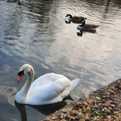 Markfield Park - Tottenham