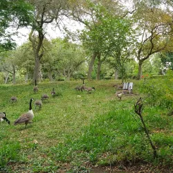 Tottenham Cemetery - Tottenham