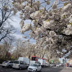 Tottenham Green Market - Tottenham