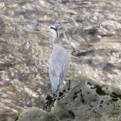Parc Rhondda - Treherbert