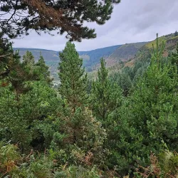 Rhondda Fach Valley Walks - Treherbert
