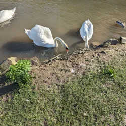 Boscawen Park - Truro