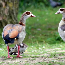 Dunorlan Park - Tunbridge Wells