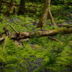 Eridge Park - Tunbridge Wells
