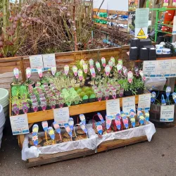 Gibson's Garden - Tunbridge Wells