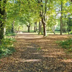 Tunbridge Wells Common - Tunbridge Wells