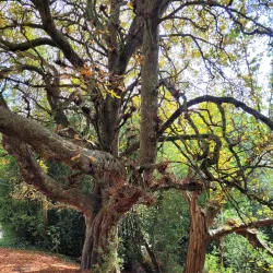 Tunbridge Wells Common - Tunbridge Wells