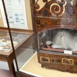 Tunbridge Wells Museum and Art Gallery - Tunbridge Wells