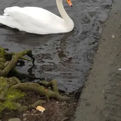 Dungannon Park - Tyrone