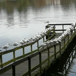 Dungannon Park - Tyrone