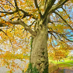 Dungannon Park - Tyrone