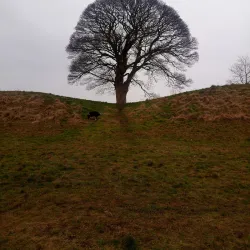 Giant's Ring - Tyrone