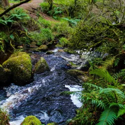 Gortin Glen Forest Park - Tyrone