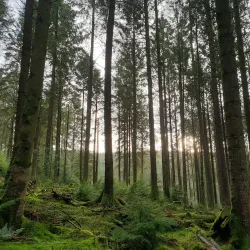 Gortin Glen Forest Park - Tyrone