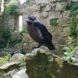 Monea Castle - Tyrone