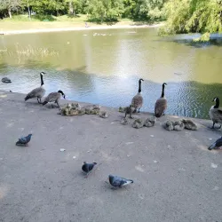 Central Park - Wallasey