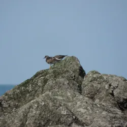New Brighton Lighthouse - Wallasey