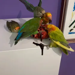 New Art Gallery Walsall - Walsall