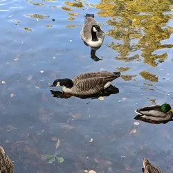 Walsall Arboretum - Walsall