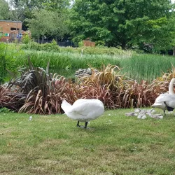 King George's Park - Wandsworth