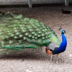 Tannaghmore Gardens and Animal Farm - Waringstown