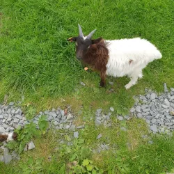 Tannaghmore Gardens and Animal Farm - Waringstown