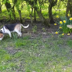 Culcheth Linear Park - Warrington