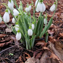 Culcheth Linear Park - Warrington