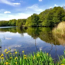 Moore Nature Reserve - Warrington