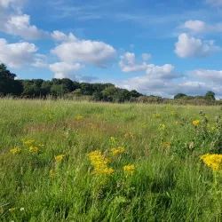 Moore Nature Reserve - Warrington