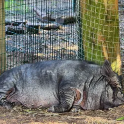 Walton Hall and Gardens - Warrington