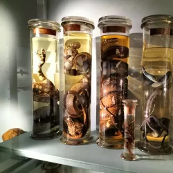 Warrington Museum & Art Gallery - Warrington